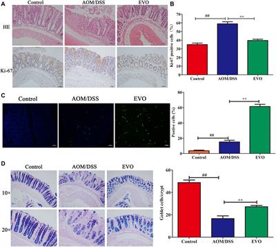 Amelioration of AOM/DSS-Induced Murine Colitis-Associated Cancer by Evodiamine Intervention is Primarily Associated with Gut Microbiota-Metabolism-Inflammatory Signaling Axis